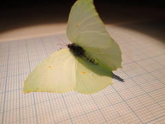 Gonepteryx cleopatra