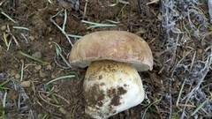 Boletus rex-veris