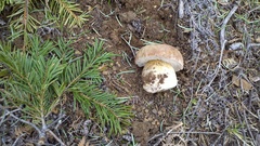 Boletus rex-veris