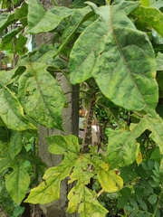 Vasconcellea × pentagona