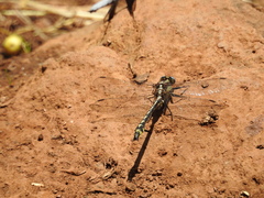 Phanogomphus kurilis