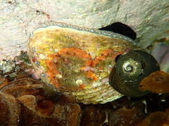 Haliotis australis