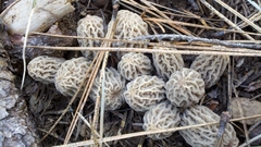 Morchella tridentina