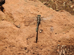 Phanogomphus kurilis