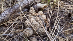 Morchella tridentina