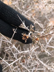 Coleogyne ramosissima