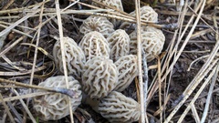 Morchella tridentina