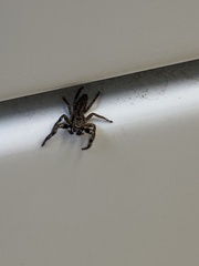 Platycryptus undatus