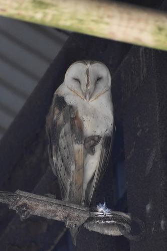 American Barn Owl photographed in Alabama