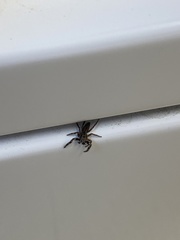 Platycryptus undatus