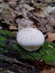Lycoperdon caudatum