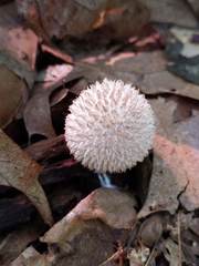 Lycoperdon caudatum