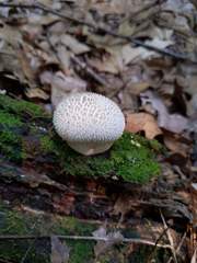 Lycoperdon caudatum