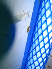 Phaecasiophora niveiguttana