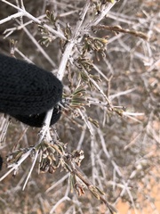 Coleogyne ramosissima