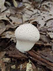 Lycoperdon caudatum