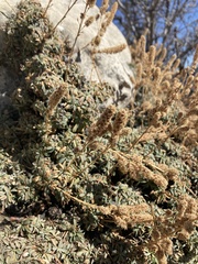 Petrophytum caespitosum