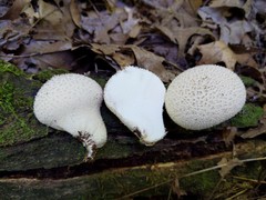 Lycoperdon caudatum