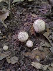 Lycoperdon caudatum