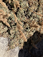 Petrophytum caespitosum