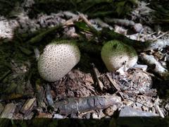 Lycoperdon caudatum