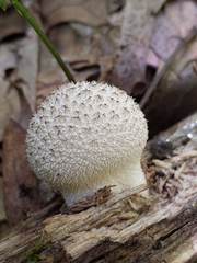 Lycoperdon caudatum