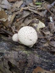 Lycoperdon caudatum