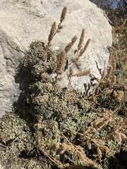 Petrophytum caespitosum