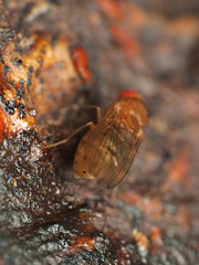 Drosophila tripunctata