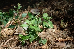 Dichrocephala integrifolia