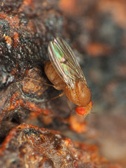 Drosophila tripunctata