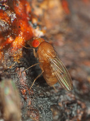 Drosophila tripunctata