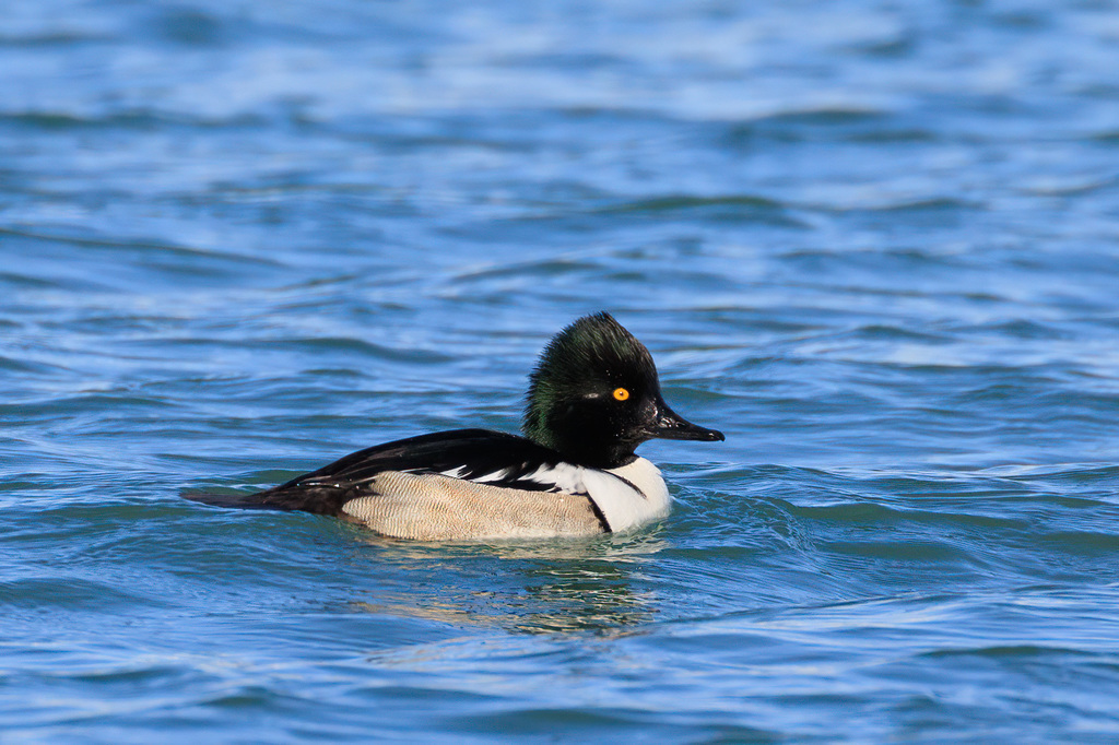 Goldeneyes × Hooded Mergansers