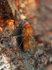Drosophila tripunctata