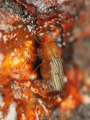 Drosophila tripunctata