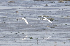Platalea leucorodia