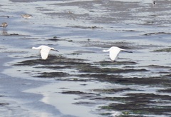 Platalea leucorodia