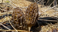 Morchella brunnea