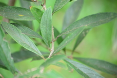 Citharexylum solanaceum