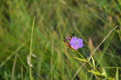 Dianthus membranaceus