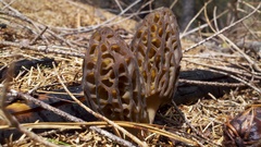 Morchella brunnea