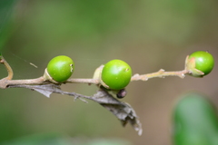 Citharexylum solanaceum