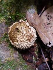 Lycoperdon caudatum