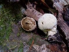 Lycoperdon caudatum