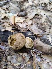Lycoperdon caudatum