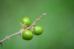 Citharexylum solanaceum