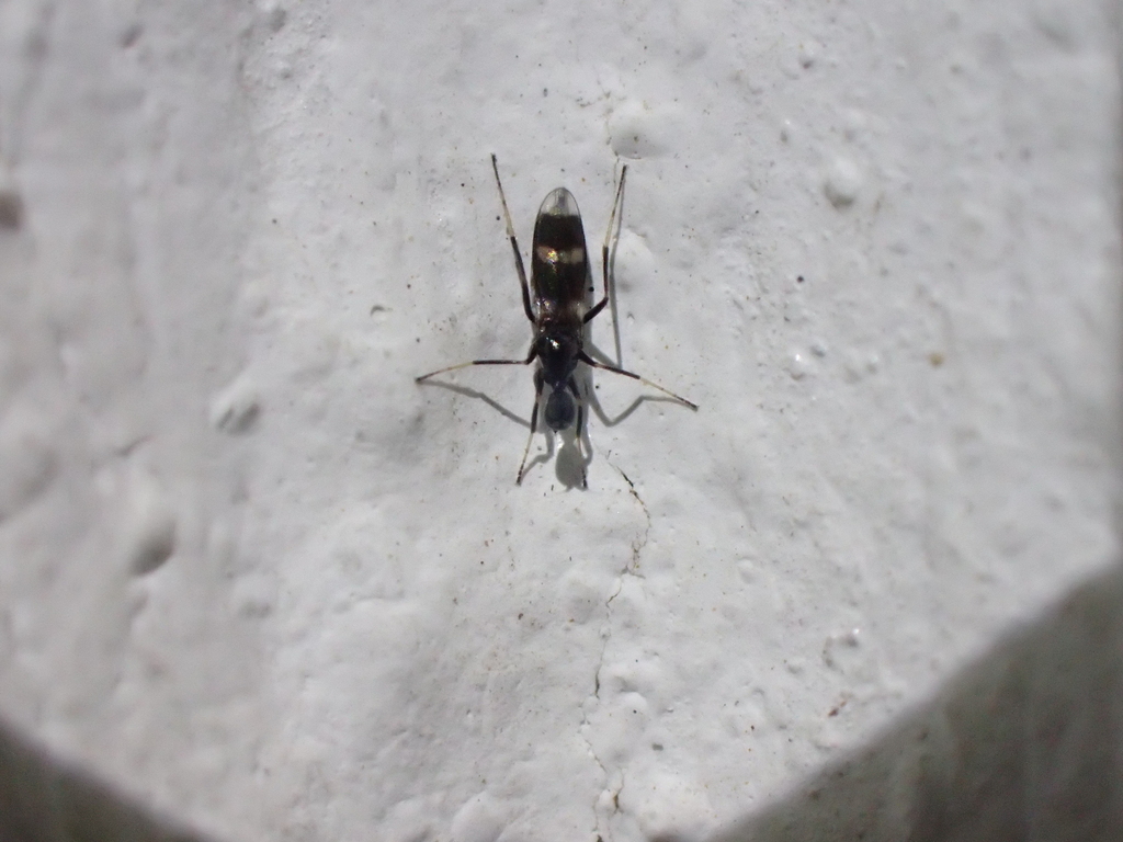 Tachydromia petrabilis