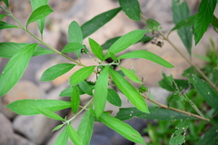 Citharexylum solanaceum