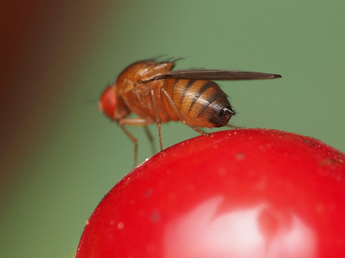 Common fruit fly, Vinegar fly photo 5