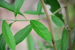 Citharexylum solanaceum